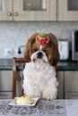 Funny Shih Tzu birthday dog with cake and hat.