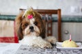 Funny Shih Tzu birthday dog with cake and hat.