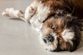 Funny Shih tzu dog sleeping and relaxing on the floor at home