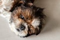 Funny Shih tzu dog sleeping and relaxing on the floor at home