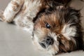 Funny Shih tzu dog sleeping and relaxing on the floor at home