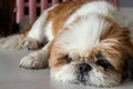 Funny Shih tzu dog sleeping and relaxing on the floor at home