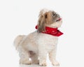 funny shih tzu puppy with red bandana looking to side and sticking out tongue