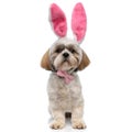 Funny Shih Tzu puppy wearing rabbit ears and bowtie