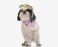 funny shih tzu wearing hay hat and bandana standing