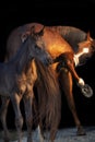 Funny shot of beautiful black foal posing with scratching mom around black background