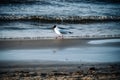 A funny shot of a black-headed gull walking along the shore and looking for food. Feeding seagulls the wrong food can