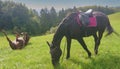 Funny shot of a playful horse lying on its back while another grazes in pasture.