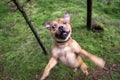 Funny shot of a staffordshire bullterrier