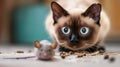 Funny Siamese cat hunting to mouse, portrait of cute beige brown pet playing at home, face of dangerous domestic animal, focus on Royalty Free Stock Photo
