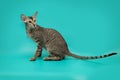 Funny Siamese cat on a studio background. Slim, graceful oriental cat with huge ears.