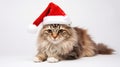 funny siberian cat in santa hat on white background
