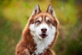 Funny Siberian Husky dog surprised, Siberian Husky dog muzzle, green blurred background