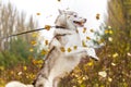 Funny siberian Husky jump in the yellow leaves. Autumn leaves in the park.