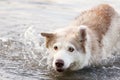 Funny siberian husky in water