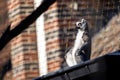 A funny side close up portrait of a ring tailed lemur sitting at the edge of a roof at the gutter. It looks like the mammal animal