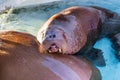 Funny side lit female Atlantic walrus with head out of turquoise water sleeping with mouth open