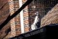 A funny side portrait of a ring tailed lemur sitting at the edge of a roof at the gutter. It looks like the mammal animal is