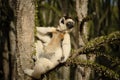 Funny sifaka, Propithecus verreauxi or verreaux's sifaka hanging on a branch