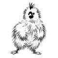 Funny silk hen chick sketch hand drawn in doodle style Vector illustration Royalty Free Stock Photo