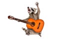 Funny singing raccoon with acoustic guitar