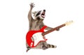 Funny singing raccoon with electric guitar Royalty Free Stock Photo