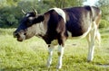 Funny single cow grazing on green summer meadow