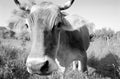 Funny single cow grazing on green summer meadow