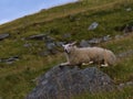 Sheep with white fur relaxing on rock with open mouth on slope of rocky meadows besides hiking trail in Norway.