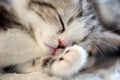 Funny Sleep Kitten