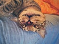 Funny sleeping cat