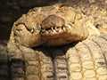 Funny Sleeping Crocodile Royalty Free Stock Photo