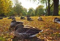 funny sleeping ducks under the morning sun in Hyde park in London Royalty Free Stock Photo