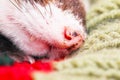 Funny sleeping ferret Royalty Free Stock Photo