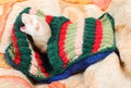 Funny sleeping ferret Royalty Free Stock Photo