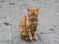 a funny sleeping Ginger Cat