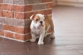 Funny sleeping red white puppy of english bull dog close to brick wall and on the floor looking to camera.Cute doggy with black no Royalty Free Stock Photo