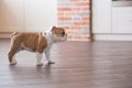 Funny sleeping red white puppy of english bull dog close to brick wall and on the floor looking to camera.Cute doggy with black no Royalty Free Stock Photo