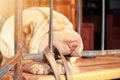 Funny sleeping sharpei nose. Cute nap. Sleeping dog