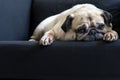 Funny Sleepy Cute Pug Dog with gum in eyes sleep rest on black sofa on the lazy day.