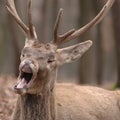 Funny Sleepy Deer