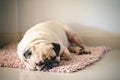 Funny Sleepy Fat Pug Dog with gum in the eye sleep rest on the mat floor