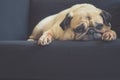 Funny Sleepy Pug Dog with gum in the eye sleep rest on black sofa