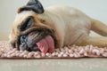 Funny Sleepy Pug Dog with gum in eye sleep rest on floor