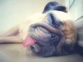 Funny Sleepy Pug Dog with gum in the eye sleep rest on floor in lazy time Royalty Free Stock Photo