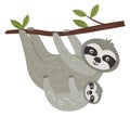Funny sloths hanging. Baby animal with mother. Cute characters