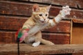 funny smal red haired kitten is playing with a feather toy in front of a wooden background