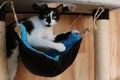 A funny small black and white cat have fun on the scratching post