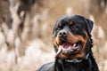 Funny small brown dog portrat close-up Royalty Free Stock Photo