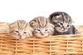 Funny small cats kittens in wicker basket Royalty Free Stock Photo